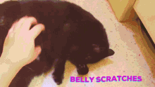 Raven Belly GIF - Raven Belly Scritches GIFs