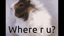 Where Are You Where Ru GIF - Where Are You Where Ru Wooly Pig GIFs