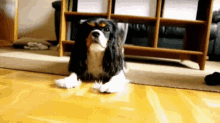 Buddy King Charles Cavalier GIF - Buddy King Charles Cavalier Dog GIFs