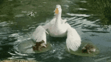 Goose GIF - Goose GIFs