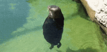 Spin Me Right Round GIF - Seal Spin Animal GIFs