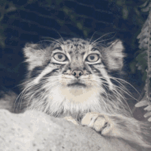 manul pallas cat lucki real rx rx papi manul pallas cat lucki real rx rx papi