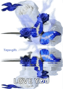 white roses blue butterfly love you