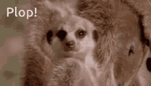 Meerkat Animal GIF - Meerkat Animal Plop GIFs