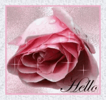 rose hello