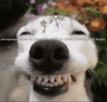 Happy Dog Turtlecheese GIF - Happy Dog Turtlecheese GIFs