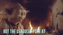 Seagulls Not Fun GIF - Seagulls Not Fun Yoda GIFs
