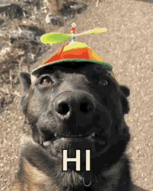Dog Smile GIF - Dog Smile Beanie GIFs