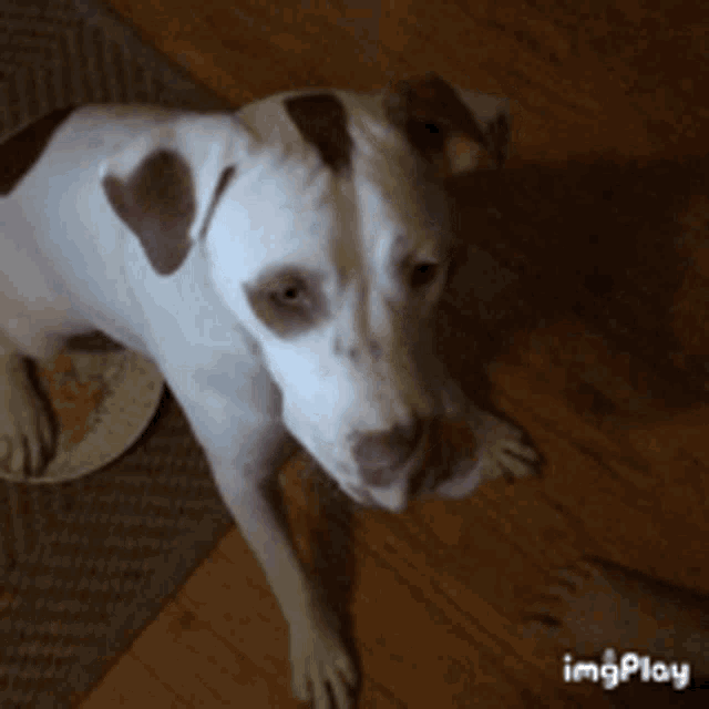 Peanut Butter GIF Peanut Butter Dog Discover & Share GIFs