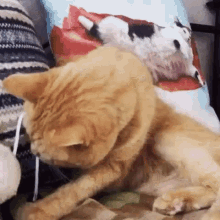 netflix and chill cats cool animals funny cats
