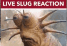 Live Slug GIF - Live Slug Reaction GIFs