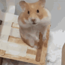 Bootythehamster Syrian GIF - Bootythehamster Booty Hamster GIFs