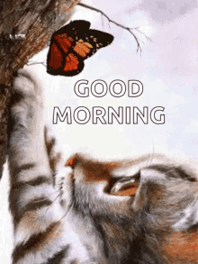 Good Morning Kitty GIF - Good Morning Kitty Butterfly GIFs