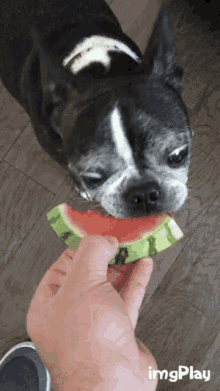 watermelon boston terrier nom