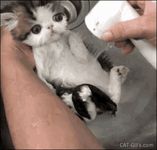 Love Kitty GIF - Love Kitty Kitten GIFs