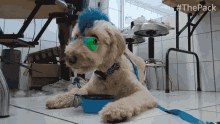 Dog Dressed Up The Pack GIF - Dog Dressed Up The Pack Feeling Like A Rockstar GIFs