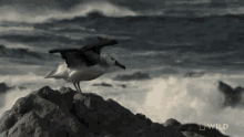 strong winds world penguin day predator in paradise being blown back trying to stay still