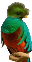 Parrot Bird Sticker - Parrot Bird Colorful Stickers