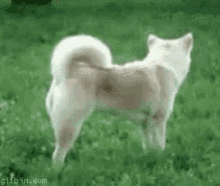 Fox Dog GIF - Fox Dog Jump GIFs