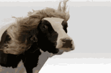 Mucho Viento, Vaca Con Peluca GIF - Cow Wig Windy GIFs