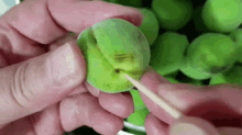 매실 초록 손질 이쑤시게 과일 GIF - Plum Green Plum Sugar GIFs