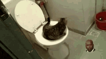 Shit Cat GIF - Shit Cat Pooping Cat GIFs. 