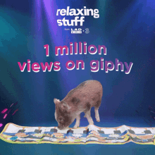 Relaxing Stuff 1million Views GIF - Relaxing Stuff 1million Views Pig GIFs