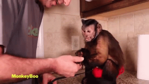 handshake-monkeyboo.gif