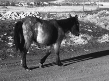 Walkingawa Horse GIF - Walkingawa Horse Wildhorse GIFs