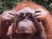 Monke Orangutan GIF - Monke Orangutan Cool - Discover &amp; Share GIFs