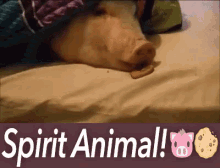 pig spirit animal