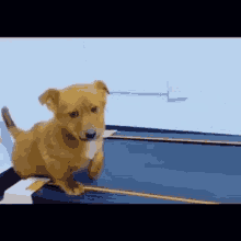 Dog Disappointed GIF - Dog Disappointed Sad GIFs