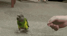 Parrot Bang GIF - Parrot Bang Shoot GIFs