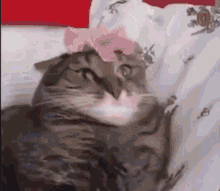 Kedi şaşkın GIF - Kedi şaşkın Kediler GIFs