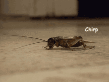 Crickets Chirping GIF - Crickets Chirping Joke GIFs