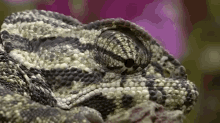 chameleon animals cute eyeroll creepy