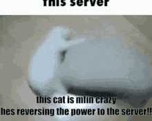 Cat Power No More GIF - Cat Power No More GIFs