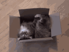 Box Cat Box GIF - Box Cat Box Box Cat GIFs