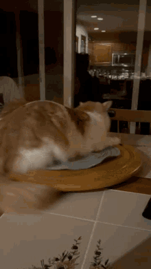 Tan Cat Tan Cat Spin GIF - Tan Cat Tan Cat Spin Spin GIFs