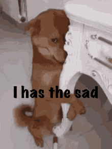Sad Depressed GIF - Sad Depressed Dog GIFs