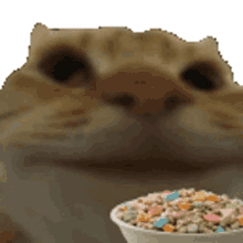 cereals cat