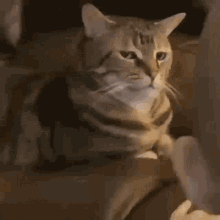 Pipa Cat Sazabio GIF - Pipa Cat Pipa Cat GIFs