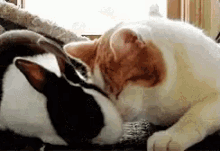 Cat And Bunny Cute Animals GIF - Cat And Bunny Cute Animals Cute GIFs
