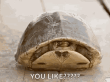 Turtle Peekaboo GIF - Turtle Peekaboo Hello GIFs
