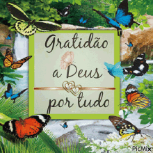 gratid%C3%A3o a deus thank you thank god for everything butterfly nature gratid%C3%A3o a deus thank you thank god for everything butterfly nature