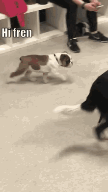 Funny Animals Dogs GIF - Funny Animals Dogs Jerk GIFs