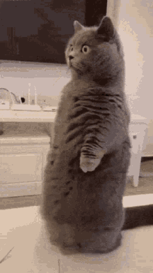 Minnmax Cat Standing GIF - Minnmax Cat Standing Cat GIFs