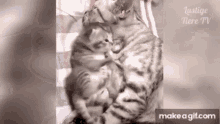Cute Cat Funny Cat GIF - Cute Cat Cat Funny Cat GIFs