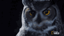 Look Away Great Horned Owl On The Hunt GIF - Look Away Great Horned Owl On The Hunt I Dont Want To See You GIFs