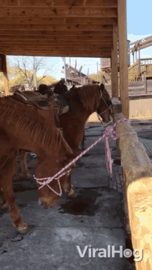 Stable Horses GIF - Stable Horses Escaping GIFs